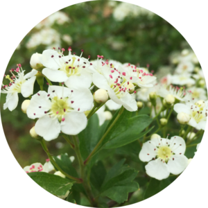 biancospino proprietà e benefici