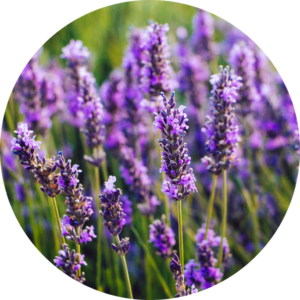 lavanda proprietà e benefici