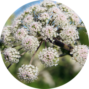 valeriana proprietà e benefici